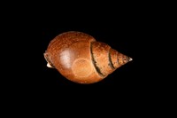 藏品(橄欖織紋螺)的圖片